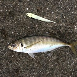 ワインドでサゴシ、アジ